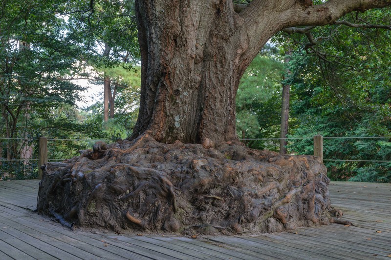 Water Oak photo 4
