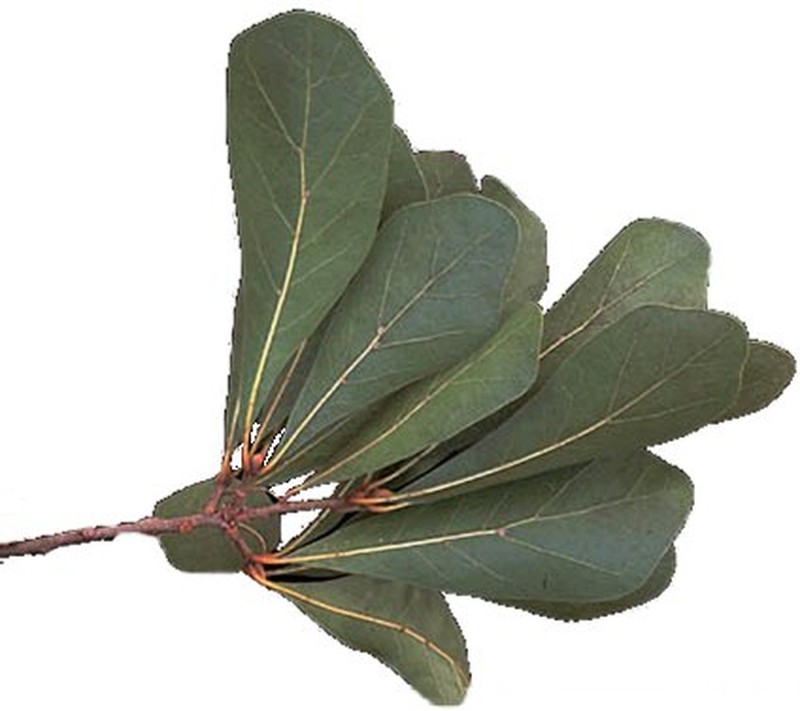 Water Oak photo 6
