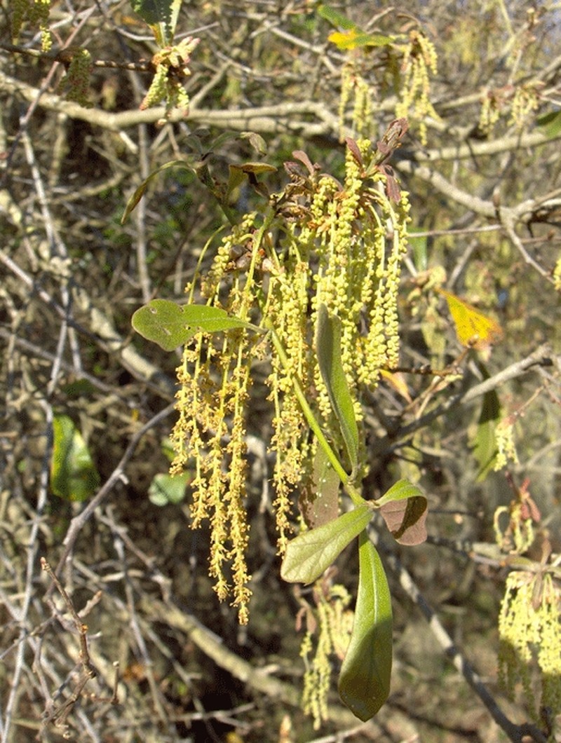 Water Oak photo 3