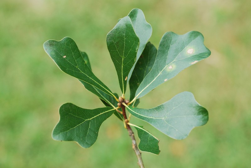 Water Oak photo 5