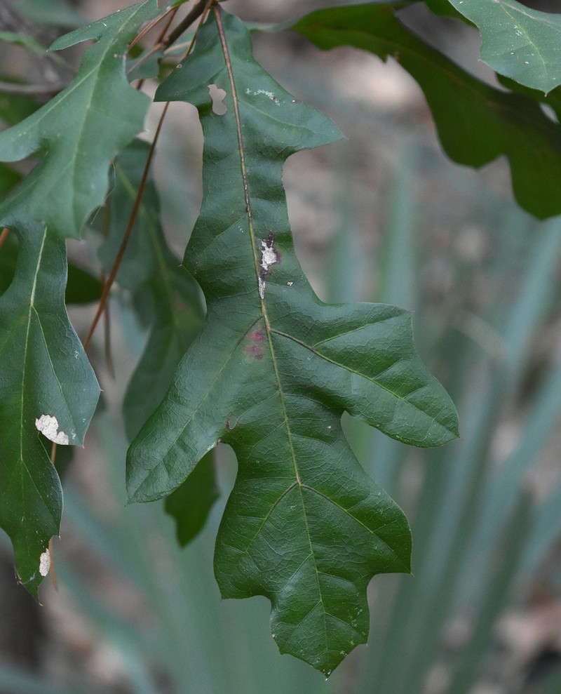 Water Oak photo 6