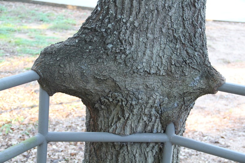 Water Oak photo 7