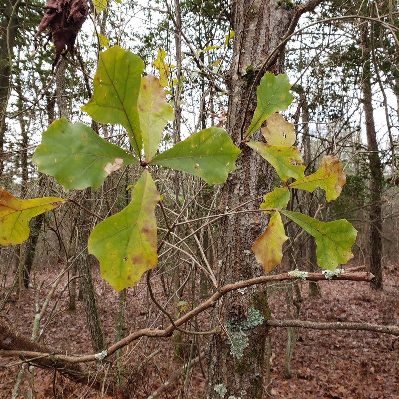 Water Oak photo 8