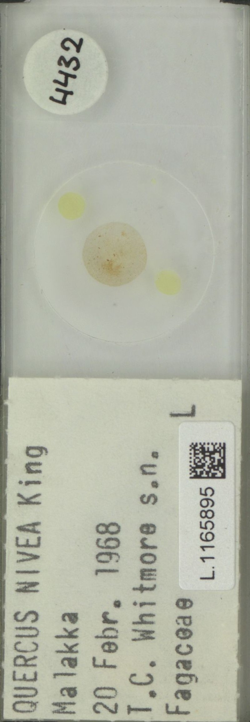 Quercus nivea