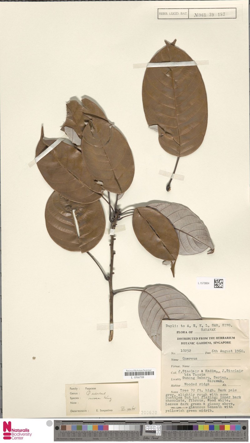 Quercus nivea photo 2
