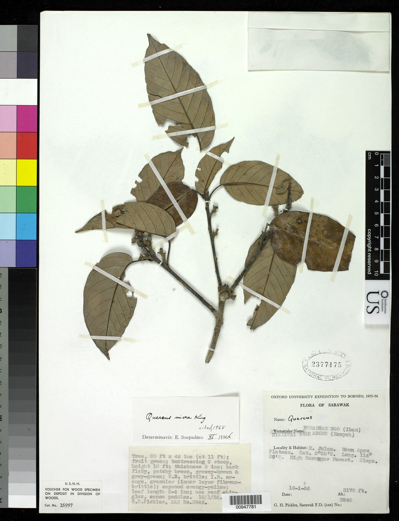 Quercus nivea photo 3