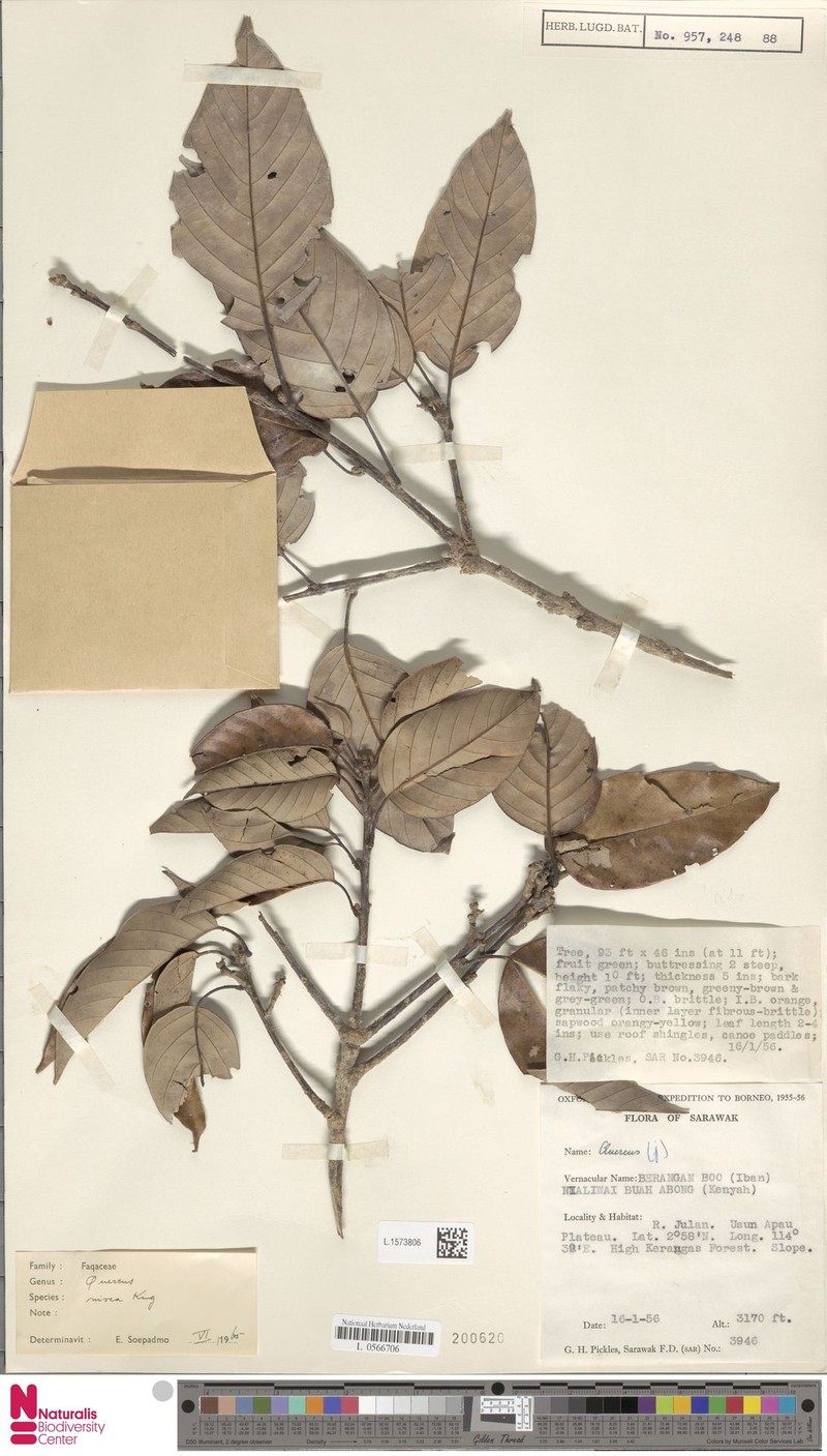 Quercus nivea photo 4