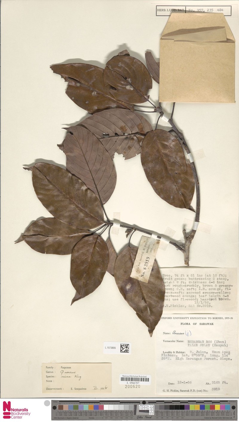 Quercus nivea photo 5
