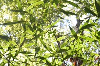 Quercus nixoniana