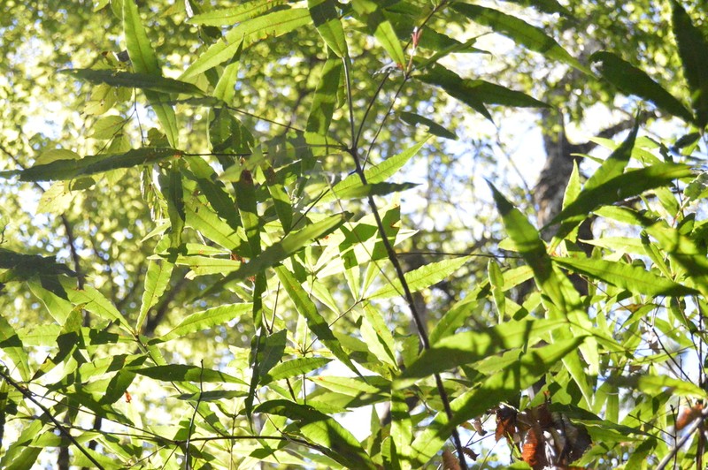 Quercus nixoniana