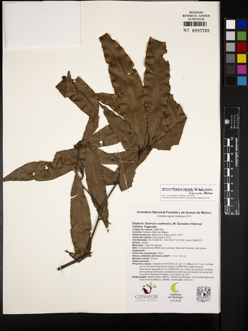 Quercus nixoniana photo 2