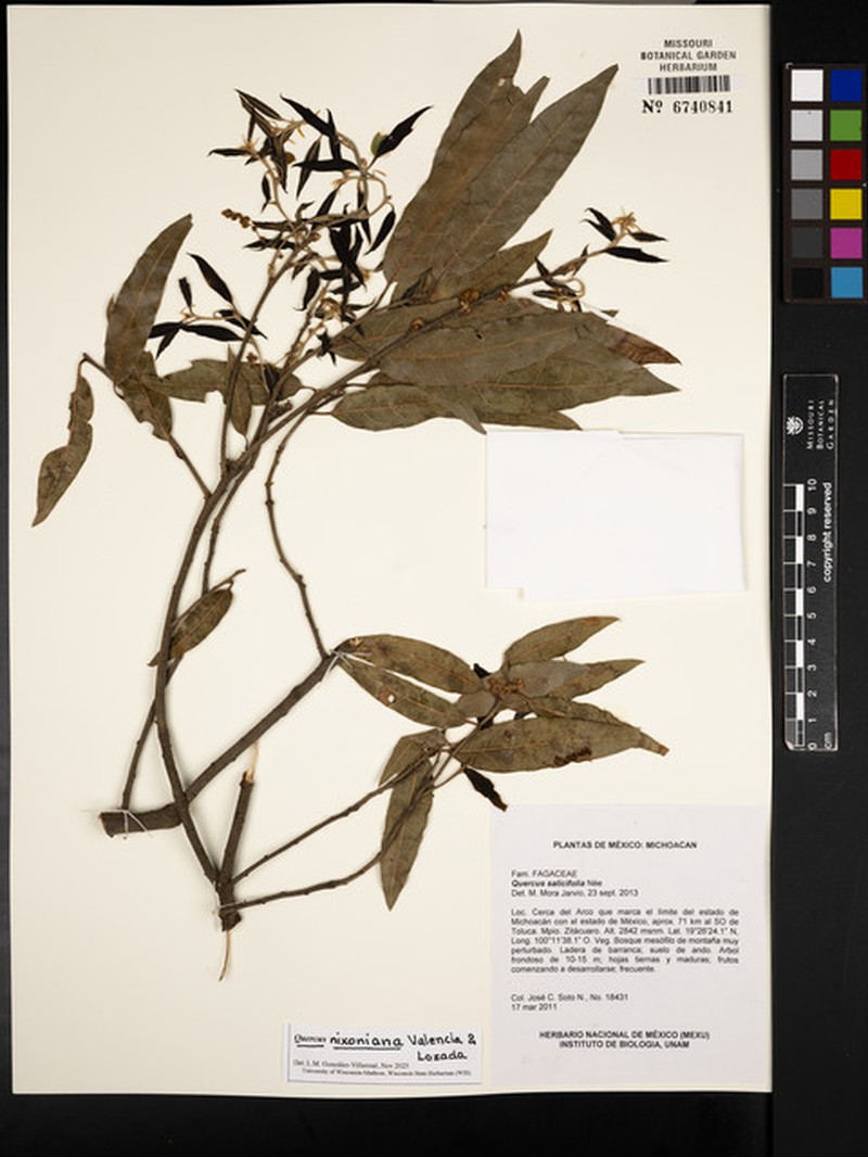 Quercus nixoniana photo 3