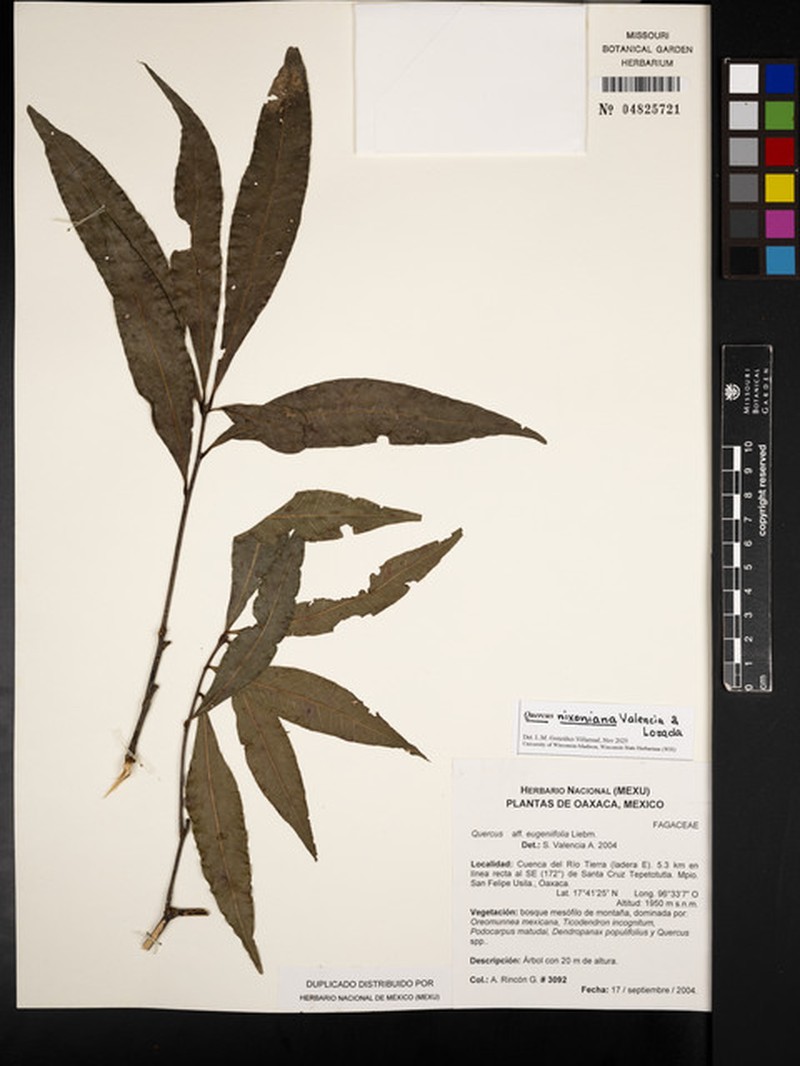 Quercus nixoniana photo 4