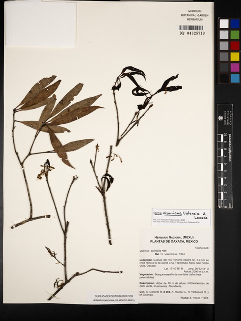 Quercus nixoniana photo 5
