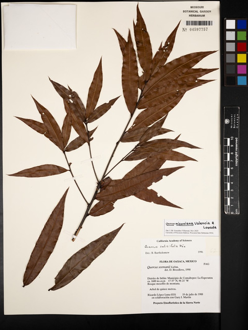 Quercus nixoniana photo 6