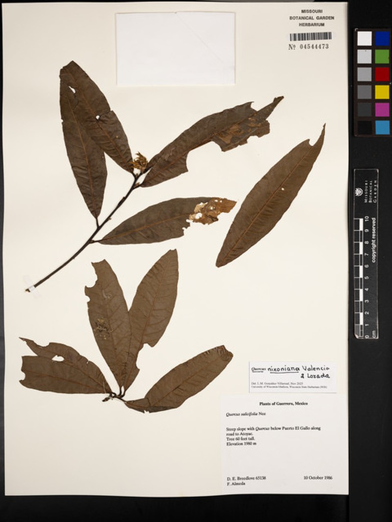 Quercus nixoniana photo 7