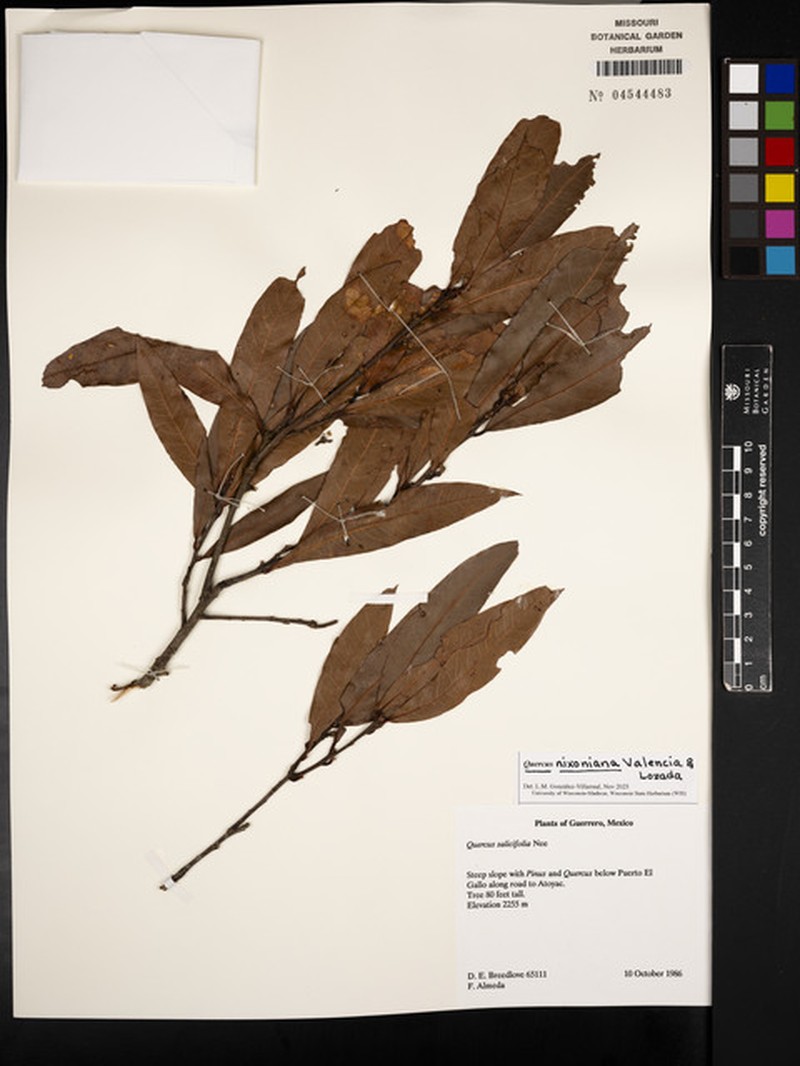 Quercus nixoniana photo 8