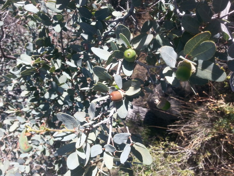 Mexican Blue Oak photo 2