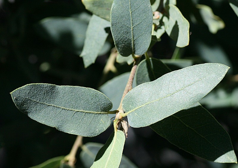 Mexican Blue Oak photo 2
