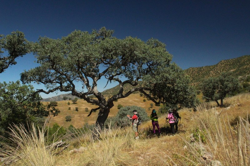 Mexican Blue Oak photo 3