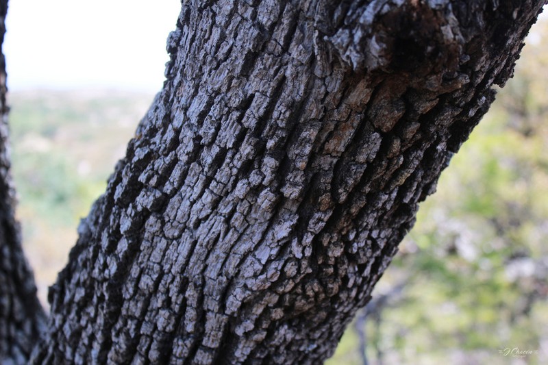 Mexican Blue Oak photo 4