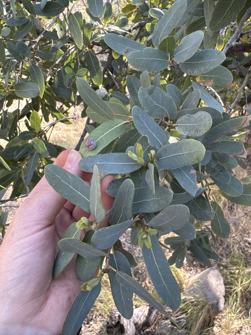 Mexican Blue Oak photo 5