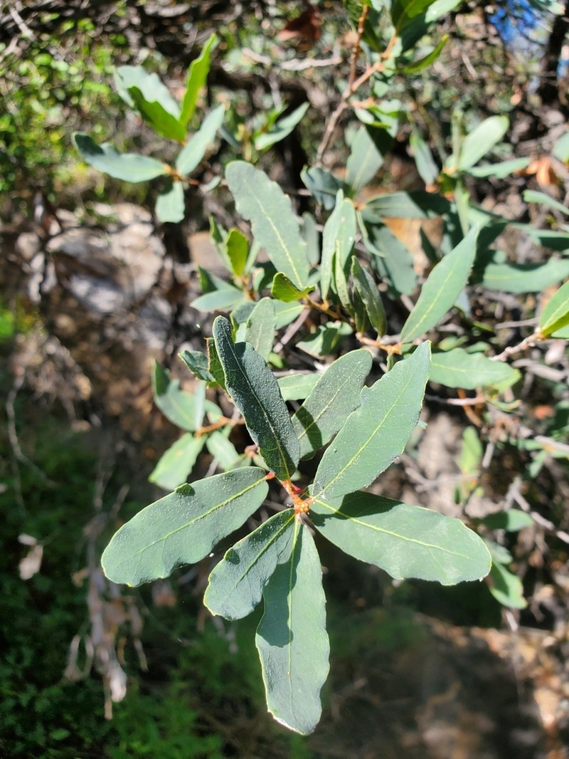 Mexican Blue Oak photo 6