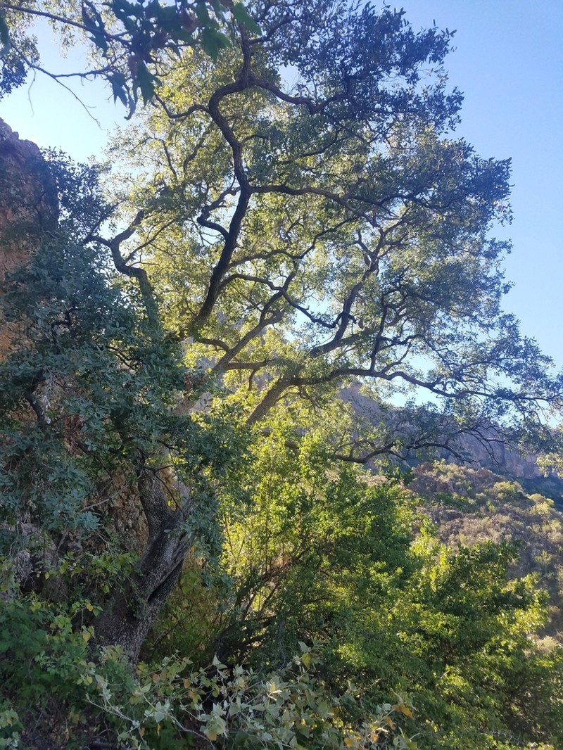 Mexican Blue Oak photo 7