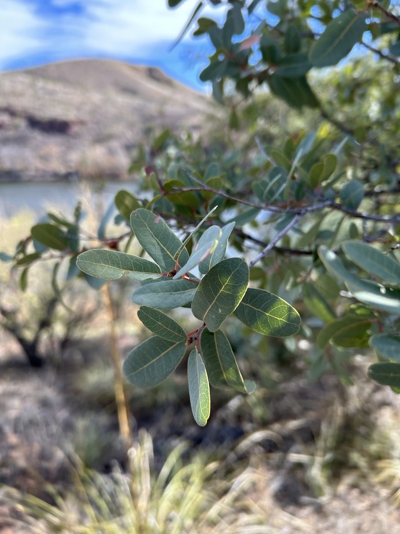 Mexican Blue Oak photo 8