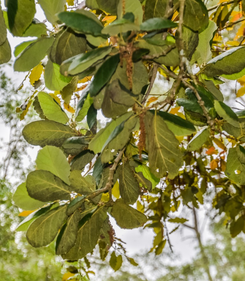 Quercus obtusata