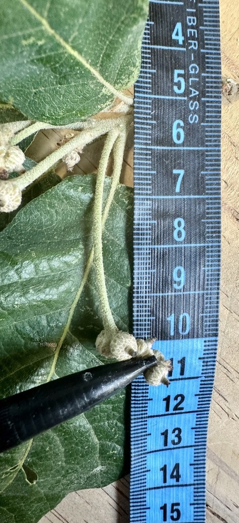 Quercus obtusata photo 2