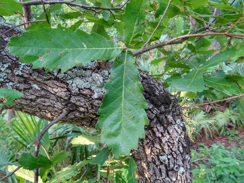 Quercus obtusata photo 3