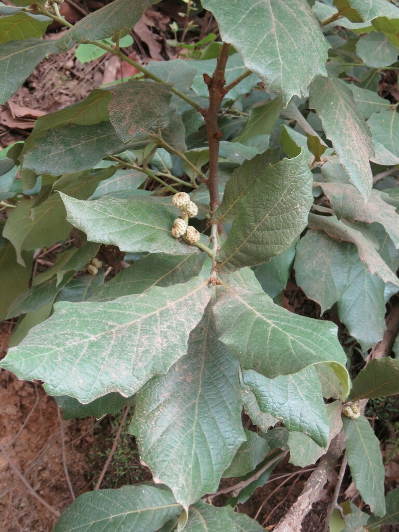 Quercus obtusata photo 4