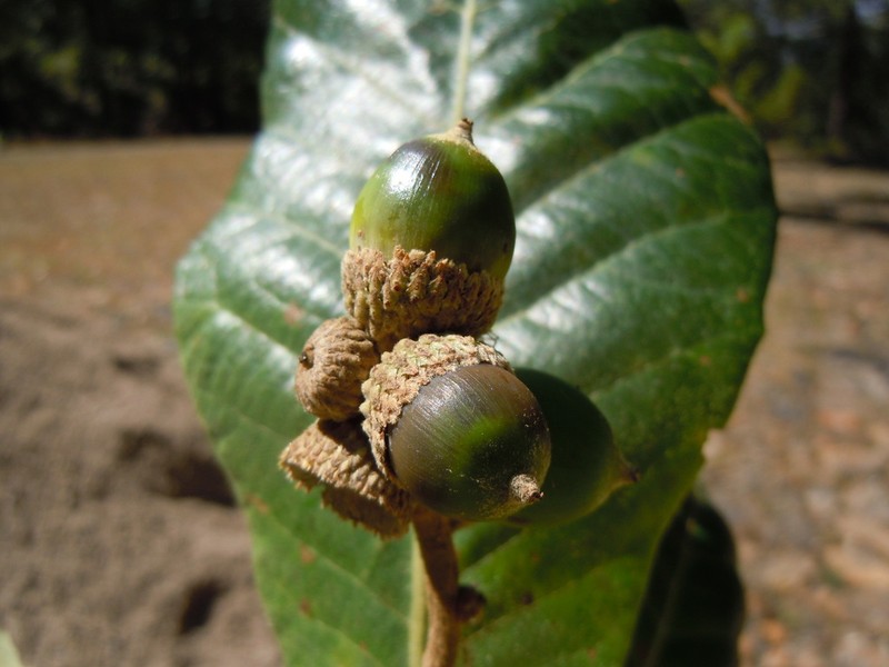 Quercus obtusata photo 5