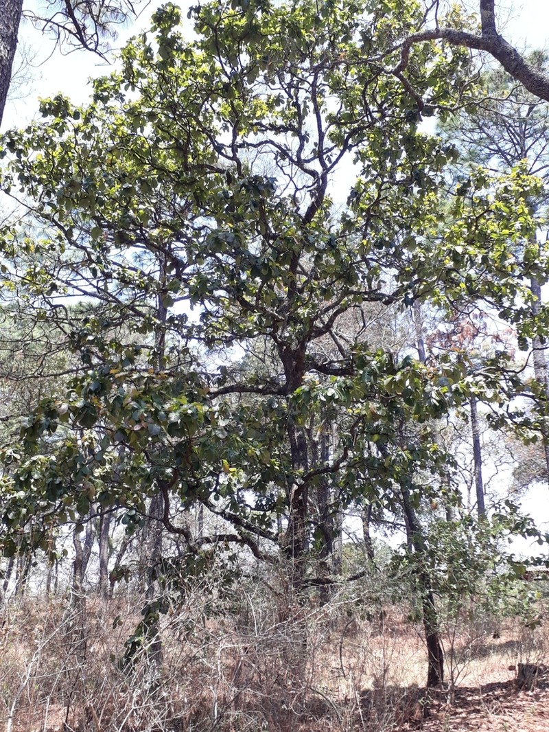 Quercus obtusata photo 6