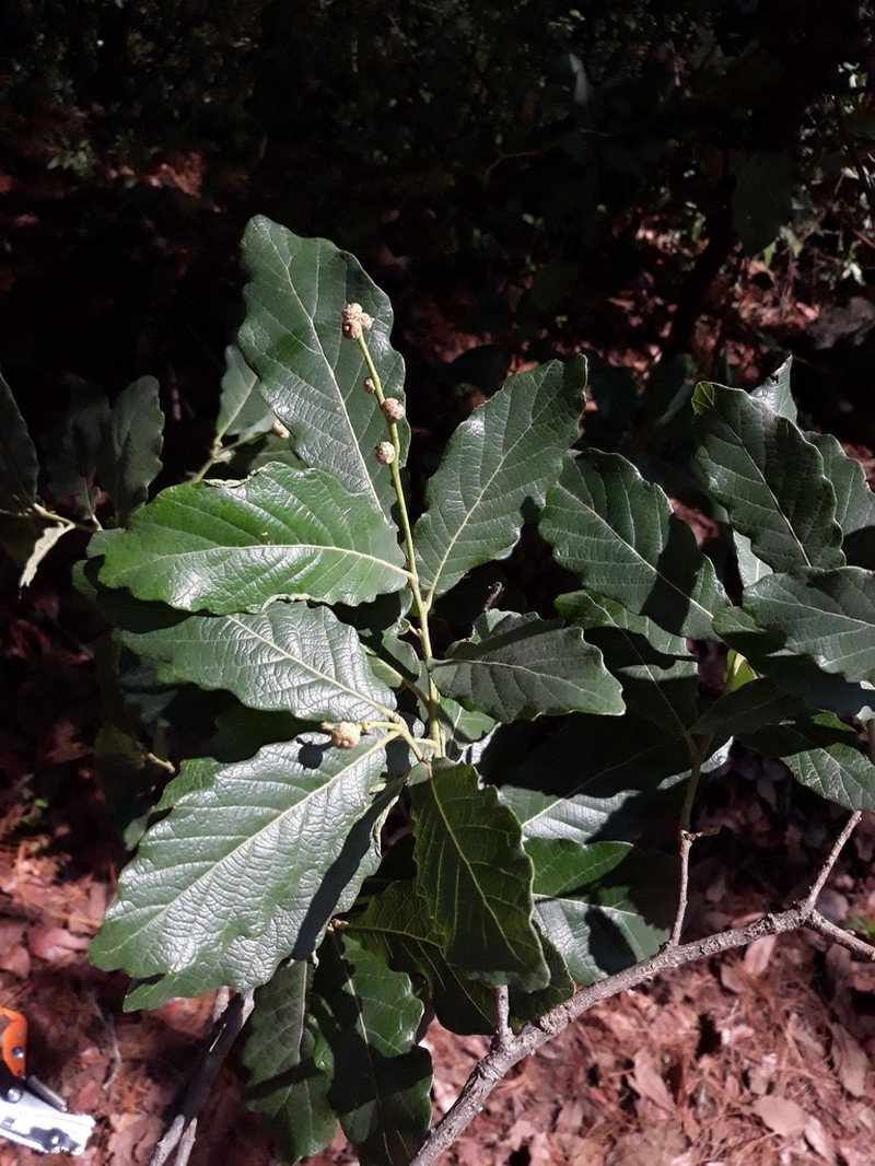 Quercus obtusata photo 7