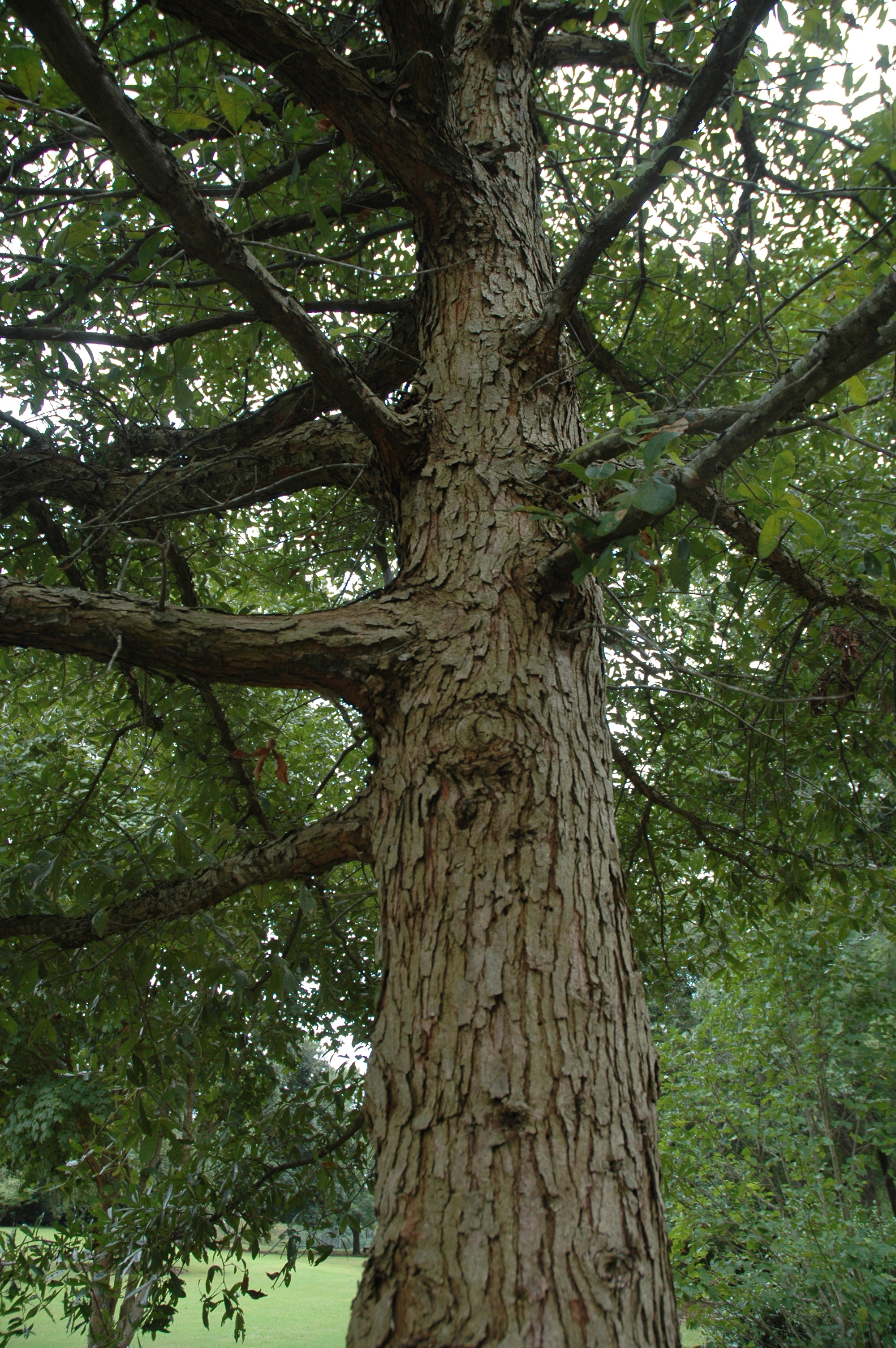 Oglethorpe Oak photo 6