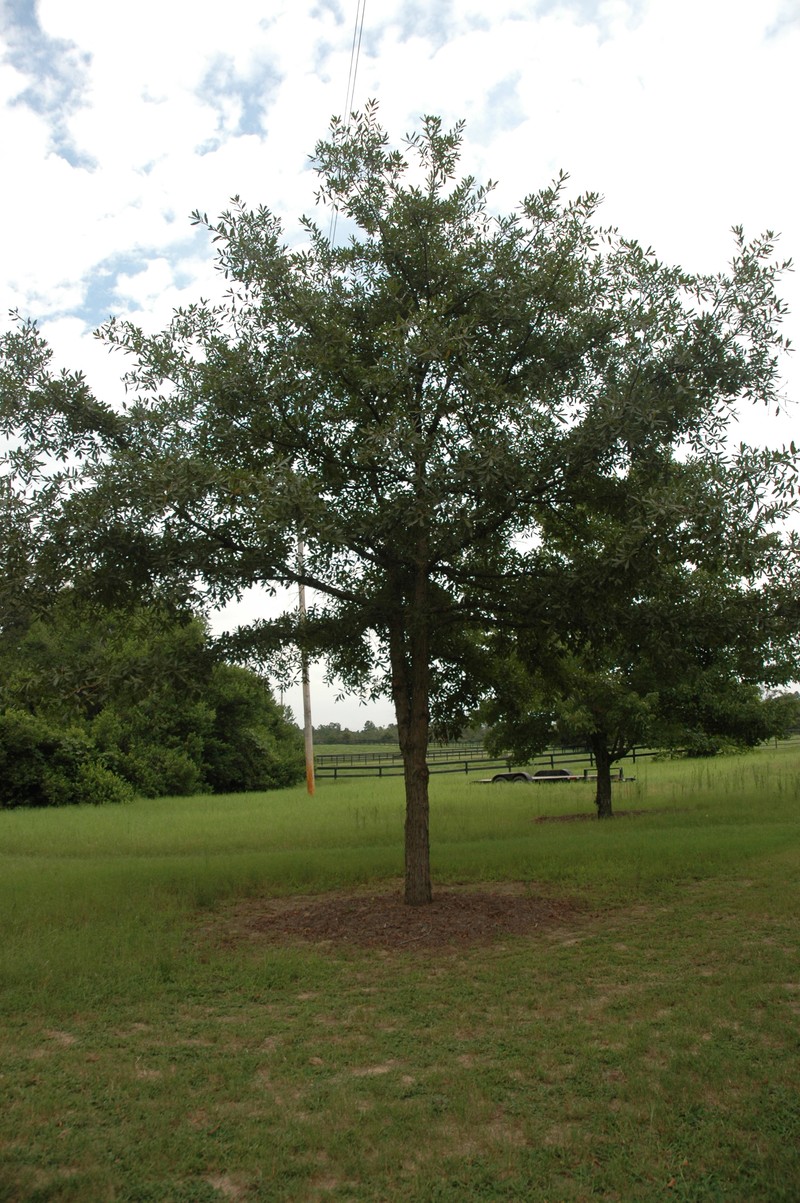 Oglethorpe Oak photo 2