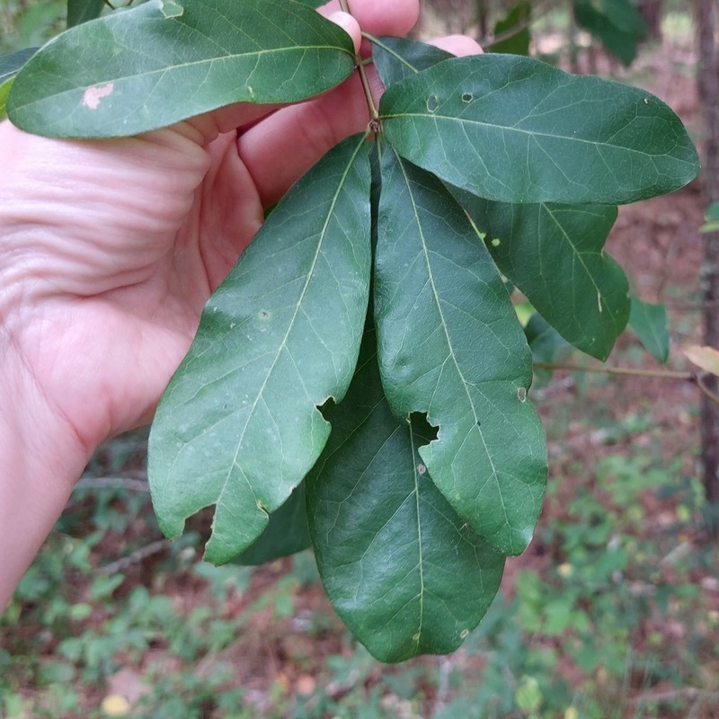 Oglethorpe Oak photo 4