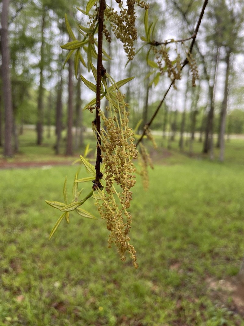 Oglethorpe Oak photo 6
