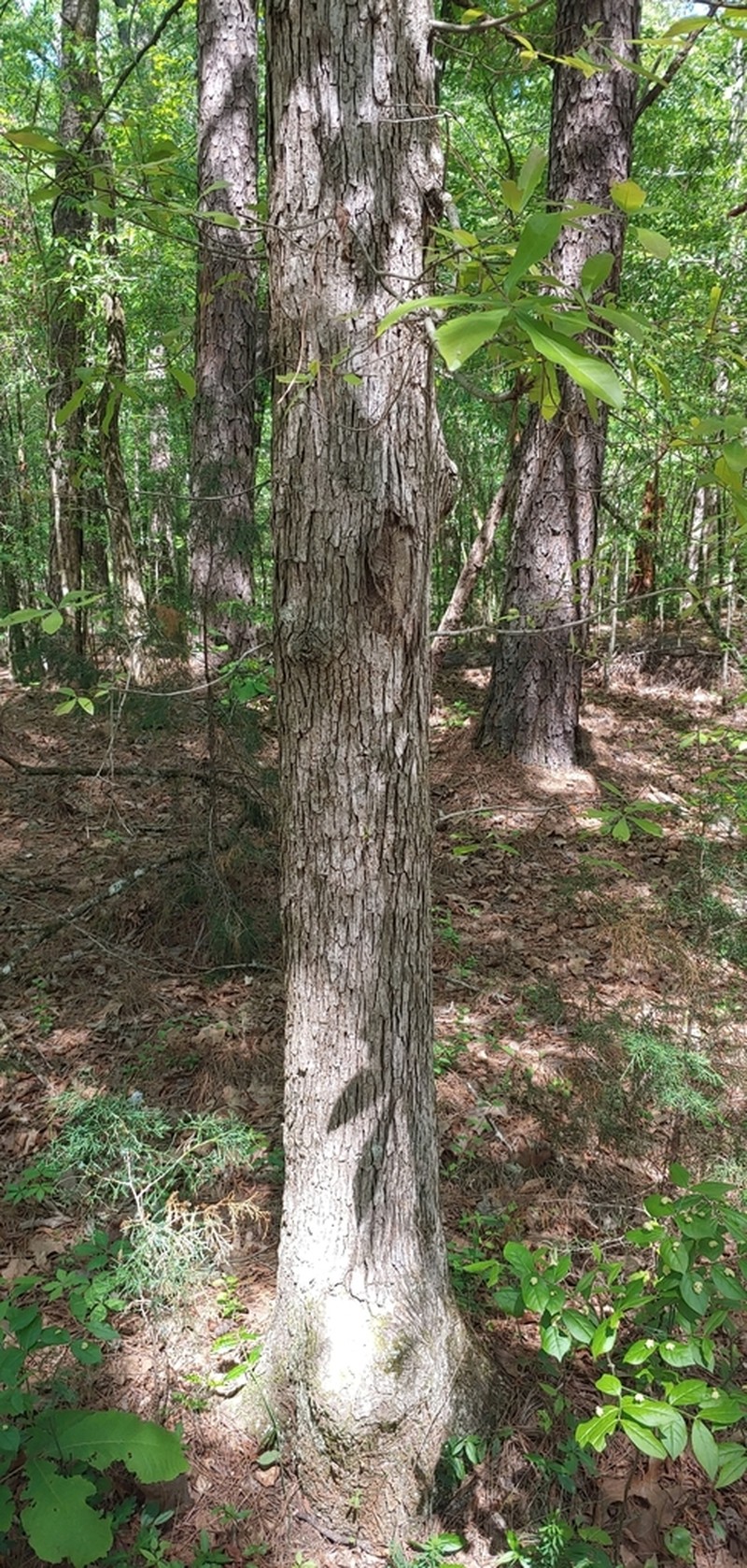 Oglethorpe Oak photo 7