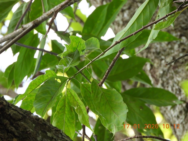 Quercus oidocarpa