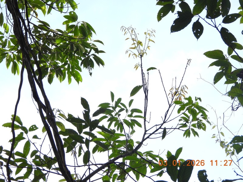 Quercus oidocarpa photo 2