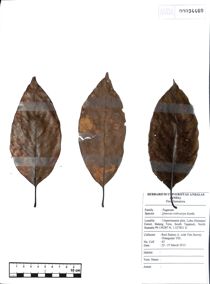 Quercus oidocarpa photo 3