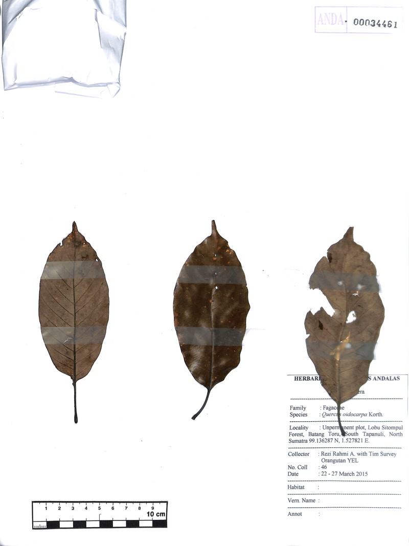 Quercus oidocarpa photo 4