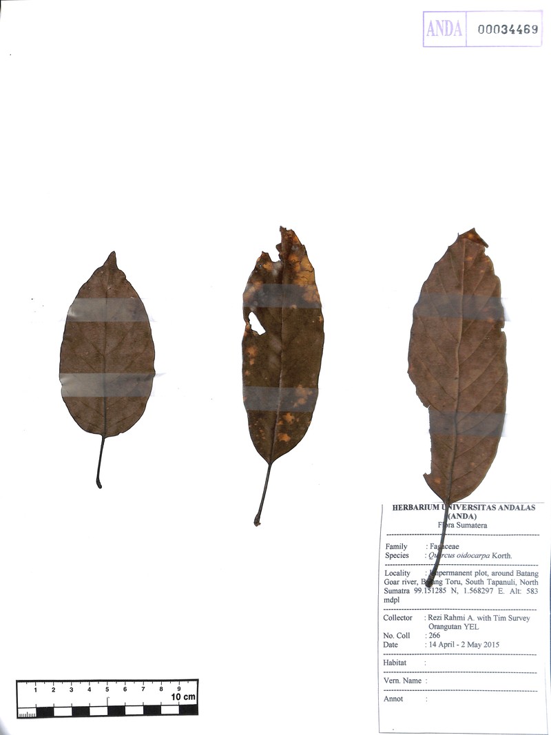 Quercus oidocarpa photo 5