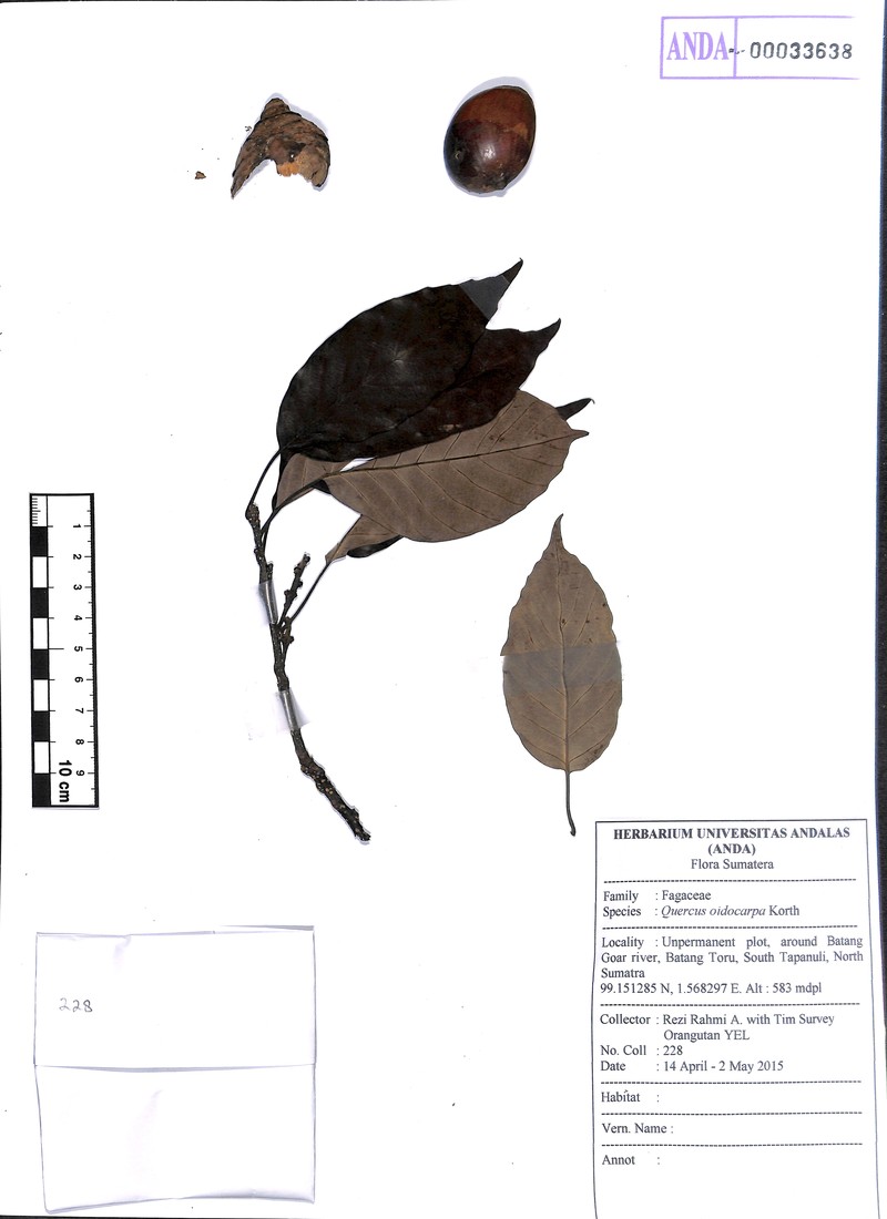 Quercus oidocarpa photo 6