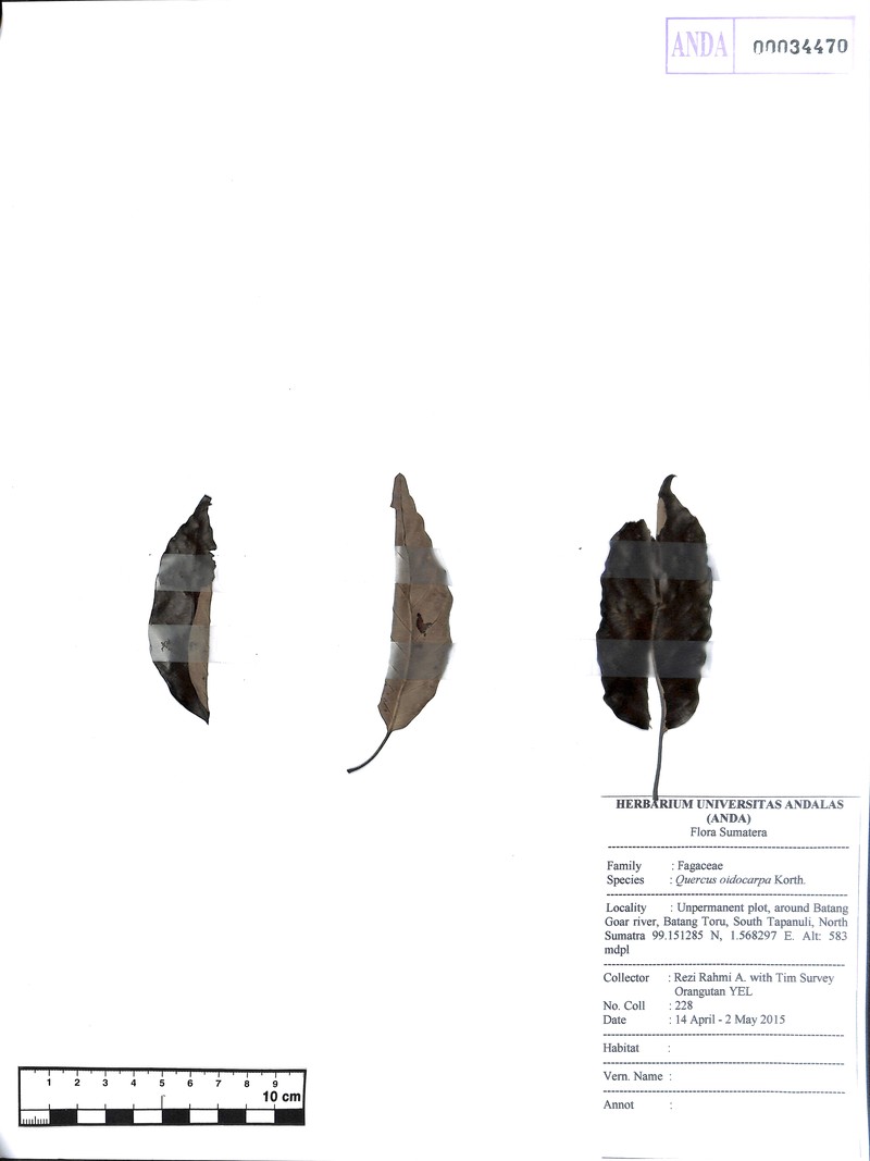 Quercus oidocarpa photo 7