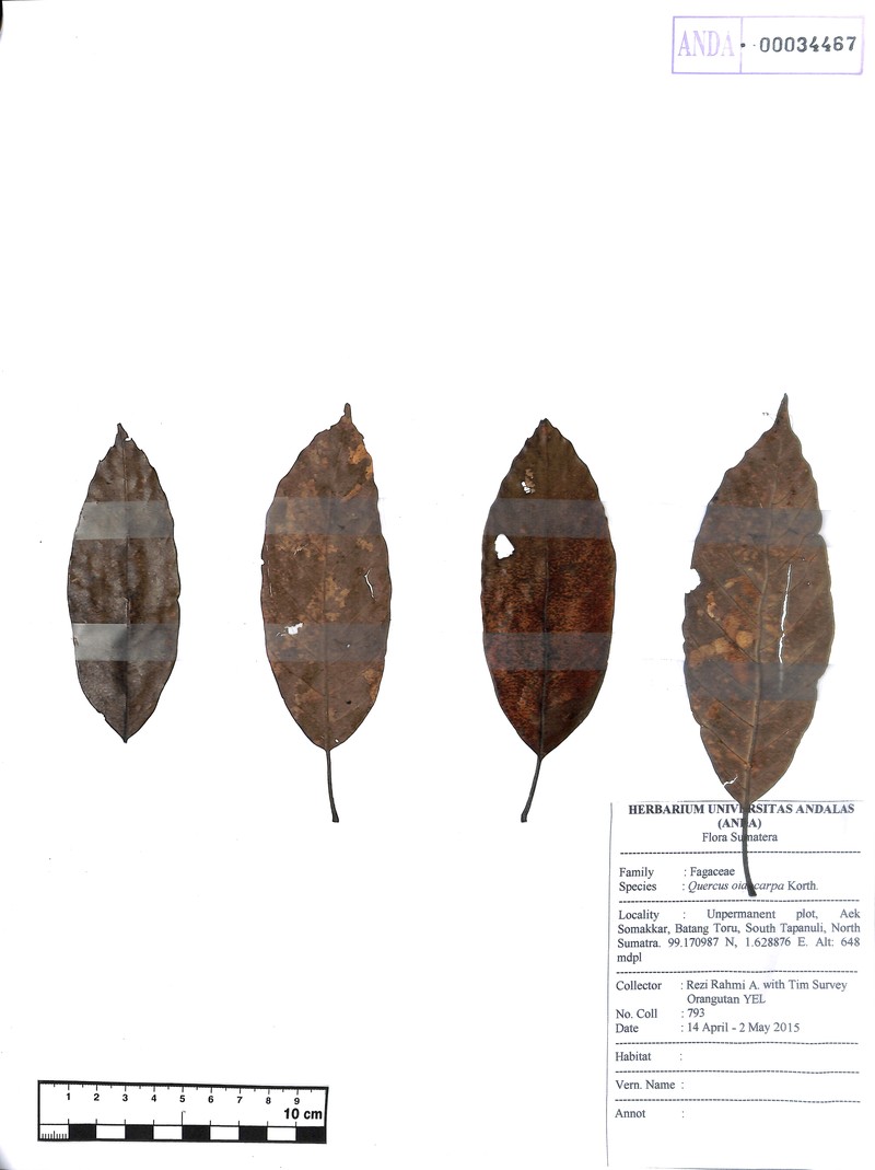 Quercus oidocarpa photo 8