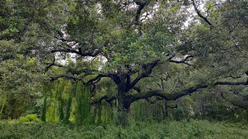 Quercus oleoides